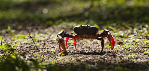 Caribbean land crab.