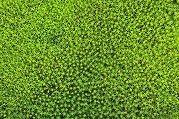 Moss green background