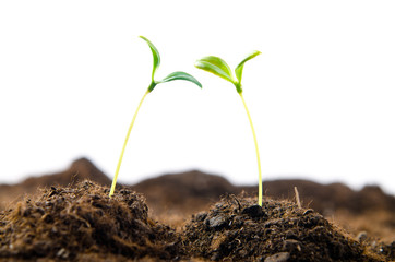 Green seedlings in new life concept