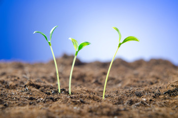 Green seedlings in new life concept