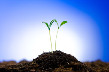 Green seedlings in new life concept