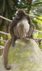 Naklejka na ściany i meble Spider Monkey