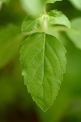 Green basil leaf