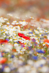 wild flowers
