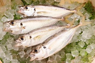 新鮮な真あじ（小あじ）