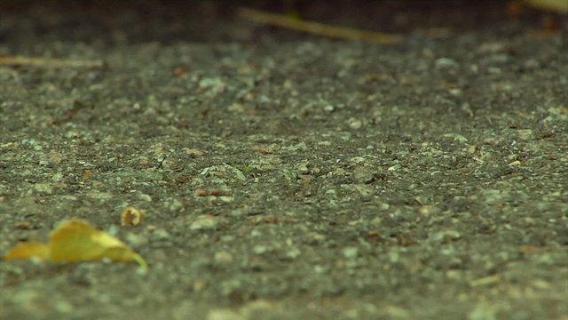 larvas of fire bug (Pyrrhocoris apterus)