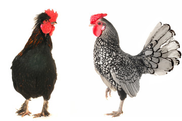 cocks