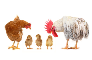 chicks and  cock