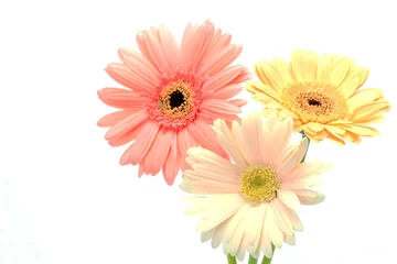 Tableaux ronds sur aluminium Gerbera gerbera