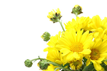 chrysanthemum