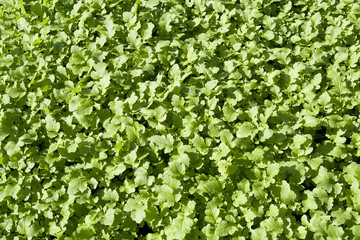 Young sprouts mustard plant