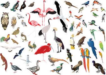 Obraz premium color birds large collection on white