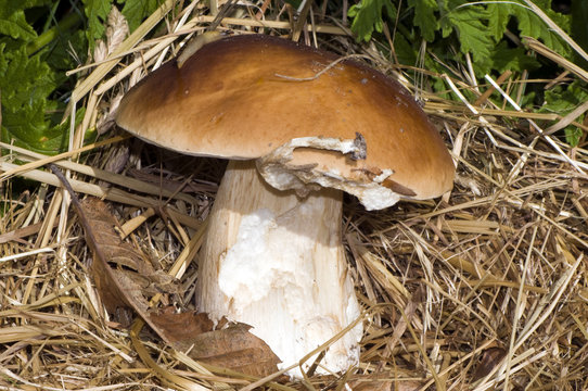 C&egrave;pe