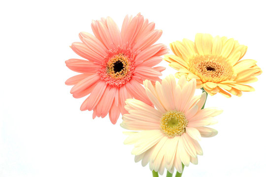 ガーベラ Images Browse 11 985 Stock Photos Vectors And Video Adobe Stock