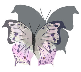 pink butterfly and shadow isolated on white
