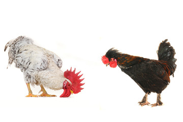 chick and  white cock