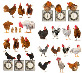 cocks