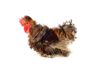white cock