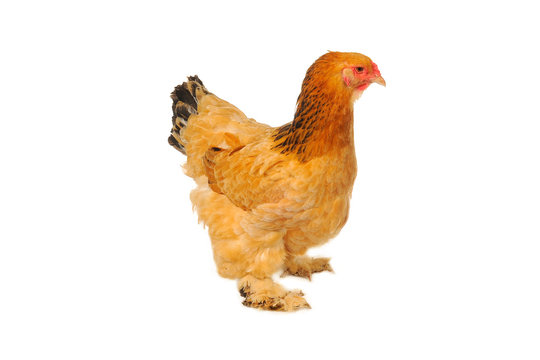 thoroughbred hen