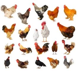 Wallpaper murals Chicken cock