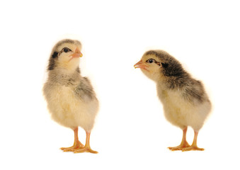 chicks