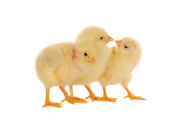 chicks