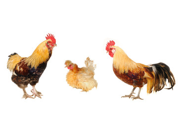 hen and cock