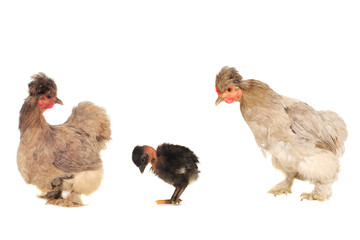 thoroughbred hens