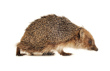 Hedgehog