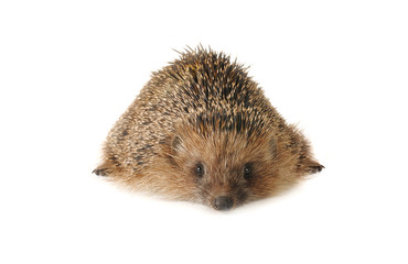 Hedgehog