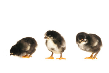 Three chicks