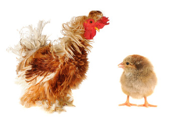 chicken