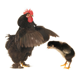 chick and   cock