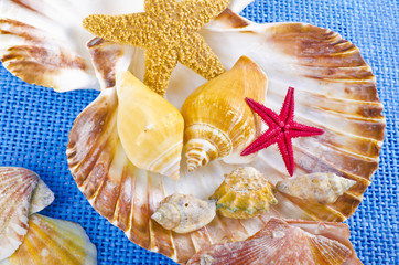 Muscheln