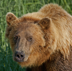 Küstenbraunbär in Katmai Alaska wildlife