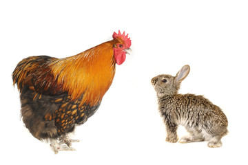 grey  rabbits and rooster