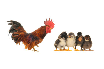 cock