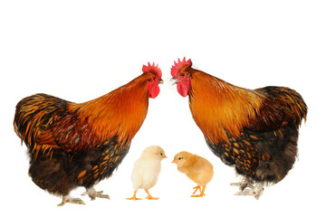 two thoroughbred brown cock