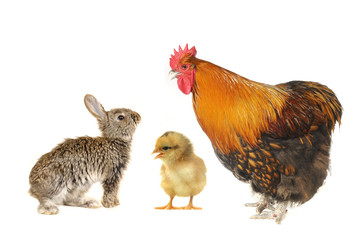 grey  rabbits and rooster