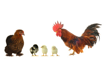 hen and cock