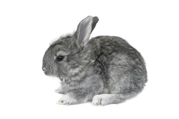 grey  rabbit