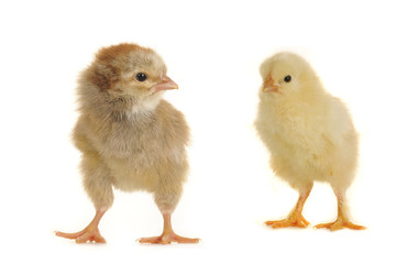 two chick