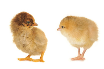 two chick