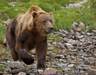 Küstenbraunbär in Katmai Alaska wildlife