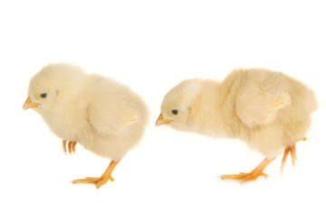 chick