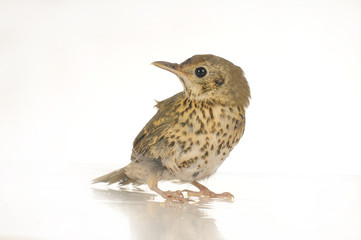 song thrush