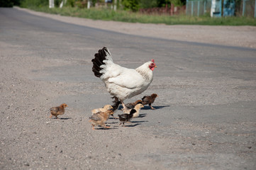 Hen with chickens cross the road