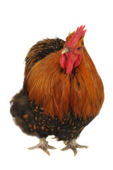 thoroughbred brown cock