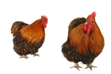 thoroughbred brown cock