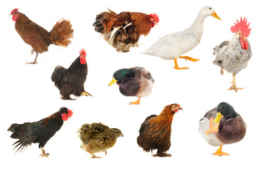 birs